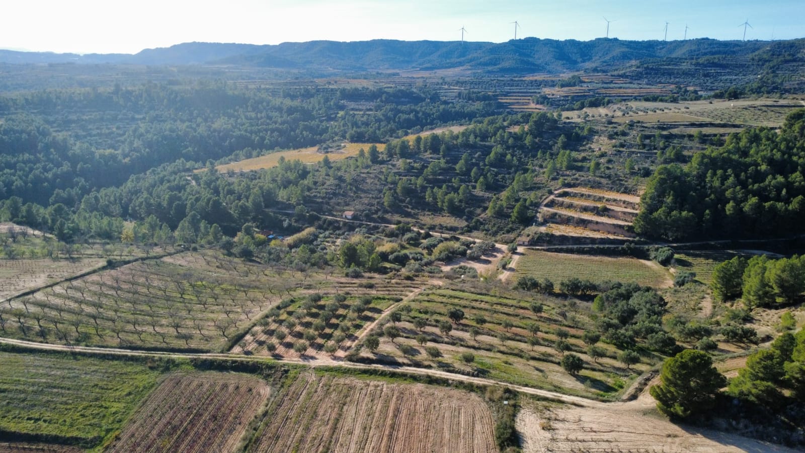 Terreno de viñas en bot/tarragona