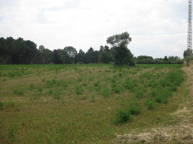 Camp de cultiu